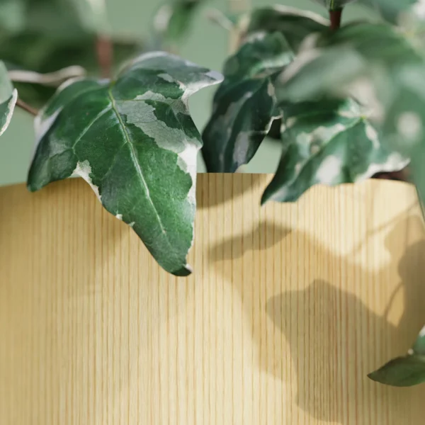 Evy – Image 3
